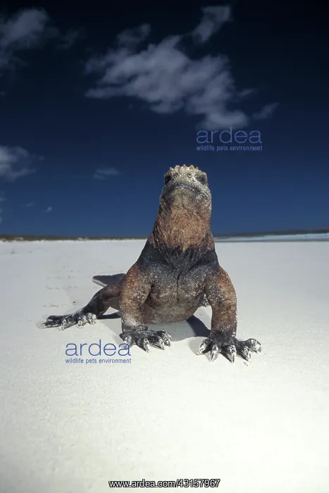 : Marine Iguana : Marine Iguana