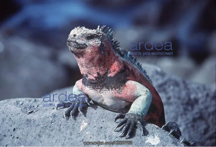 : MARINE IGUANA : MARINE IGUANA