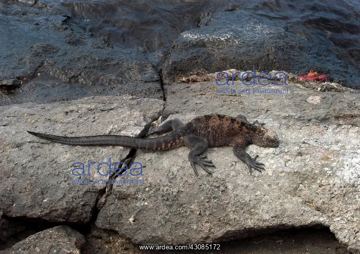 : Marine Iguana (Amblyrhynchus cristatus) : Marine Iguana (Amblyrhynchus cristatus)