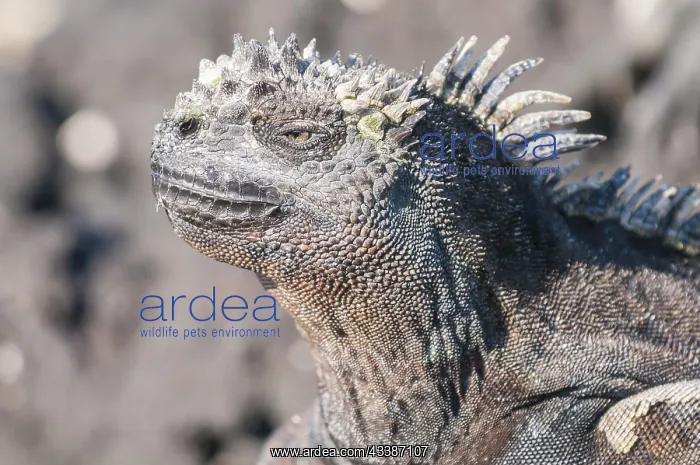 : Marine iguana (Amblyrhynchus cristatus) cristatus : Marine iguana (Amblyrhynchus cristatus) cristatus