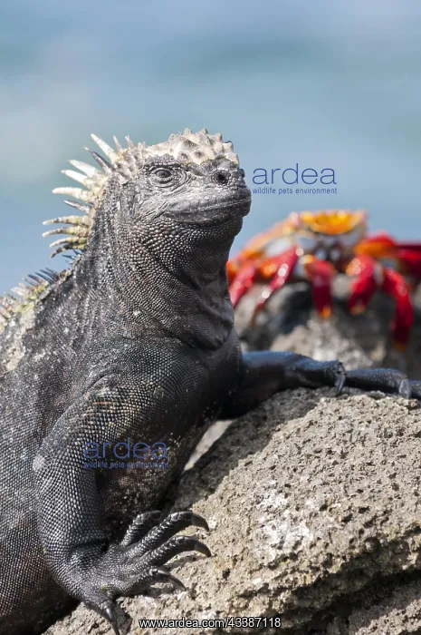 : Marine iguana (Amblyrhynchus cristatus) cristatus : Marine iguana (Amblyrhynchus cristatus) cristatus