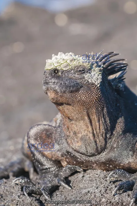 : Marine iguana (Amblyrhynchus cristatus) cristatus : Marine iguana (Amblyrhynchus cristatus) cristatus