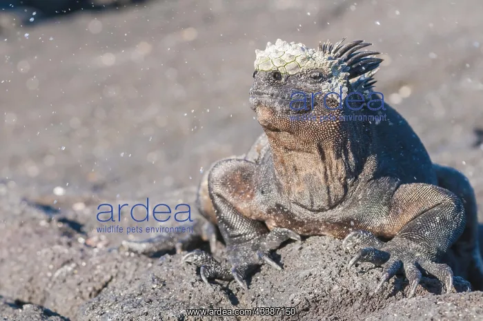 : Marine iguana (Amblyrhynchus cristatus) cristatus : Marine iguana (Amblyrhynchus cristatus) cristatus