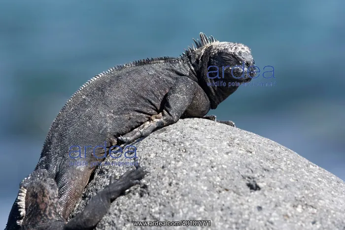 : Marine Iguana Amblyrhynchus cristatus Endangered IUCN North : Marine Iguana Amblyrhynchus cristatus Endangered IUCN North