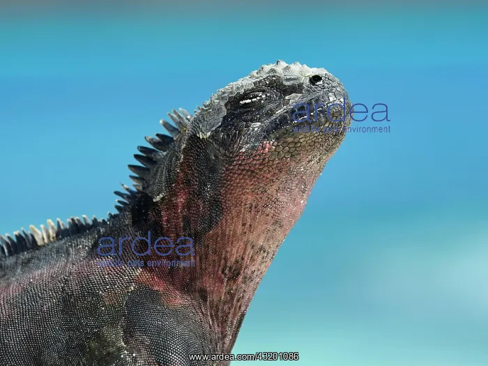 : Marine iguana (Amblyrhynchus cristatus), Iguana : Marine iguana (Amblyrhynchus cristatus), Iguana