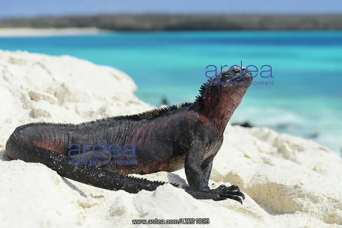 : Marine iguana (Amblyrhynchus cristatus), Iguana : Marine iguana (Amblyrhynchus cristatus), Iguana