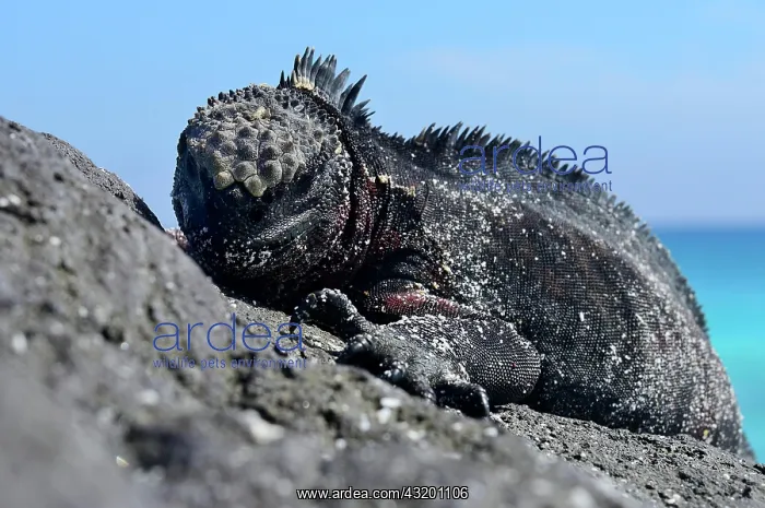 : Marine iguana (Amblyrhynchus cristatus), Iguana : Marine iguana (Amblyrhynchus cristatus), Iguana