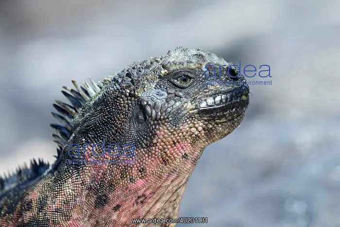 : Marine iguana (Amblyrhynchus cristatus), Iguana : Marine iguana (Amblyrhynchus cristatus), Iguana