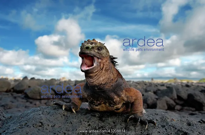  : Marine iguana (Amblyrhynchus cristatus) is sitti