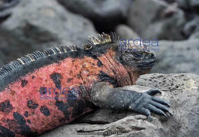  : Marine iguana (Amblyrhynchus cristatus venustissimus)
