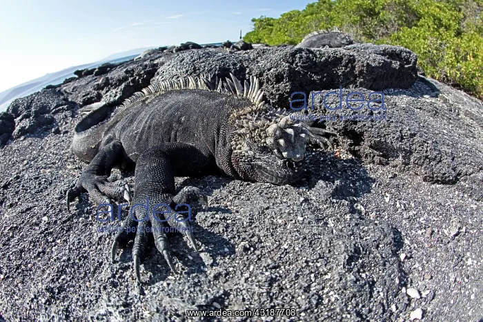 : Marine iguana Amblyrhynchus cristatus Vulnerable IUCN Punta : Marine iguana Amblyrhynchus cristatus Vulnerable IUCN Punta