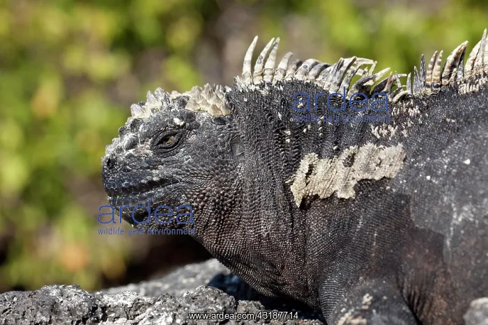 : Marine iguana Amblyrhynchus cristatus Vulnerable IUCN Punta : Marine iguana Amblyrhynchus cristatus Vulnerable IUCN Punta