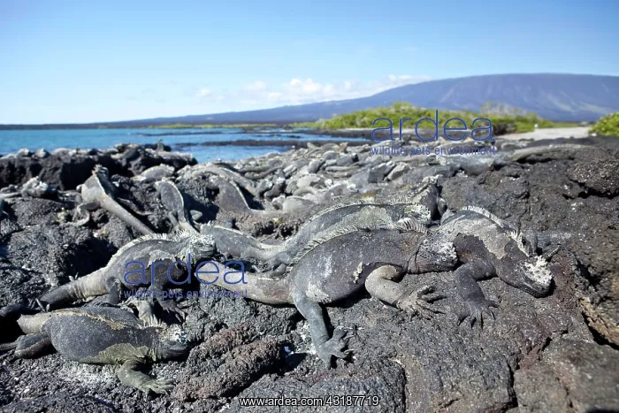 : Marine iguana Amblyrhynchus cristatus Vulnerable IUCN Punta : Marine iguana Amblyrhynchus cristatus Vulnerable IUCN Punta