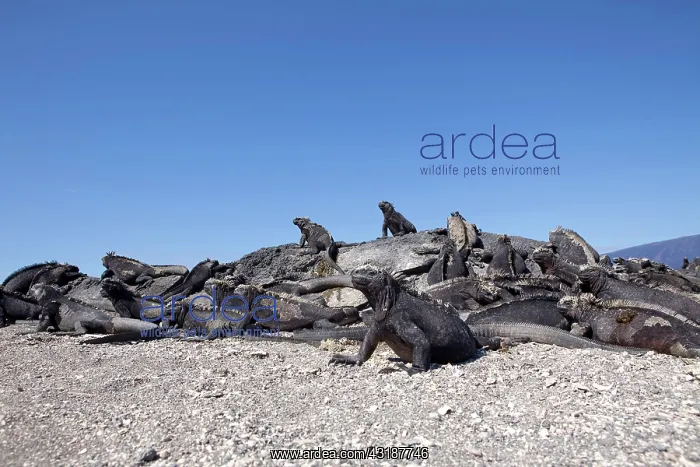 : Marine iguana Amblyrhynchus cristatus Vulnerable IUCN Punta : Marine iguana Amblyrhynchus cristatus Vulnerable IUCN Punta