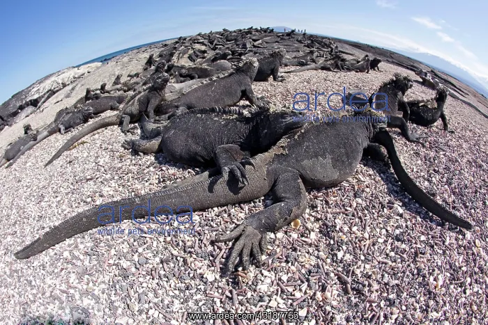 : Marine iguana Amblyrhynchus cristatus Vulnerable IUCN Punta : Marine iguana Amblyrhynchus cristatus Vulnerable IUCN Punta