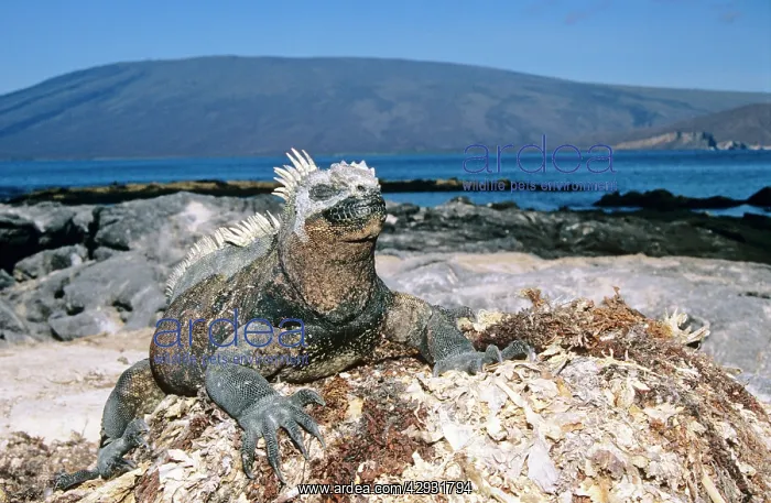 : Marine Iguana - basking : Marine Iguana - basking