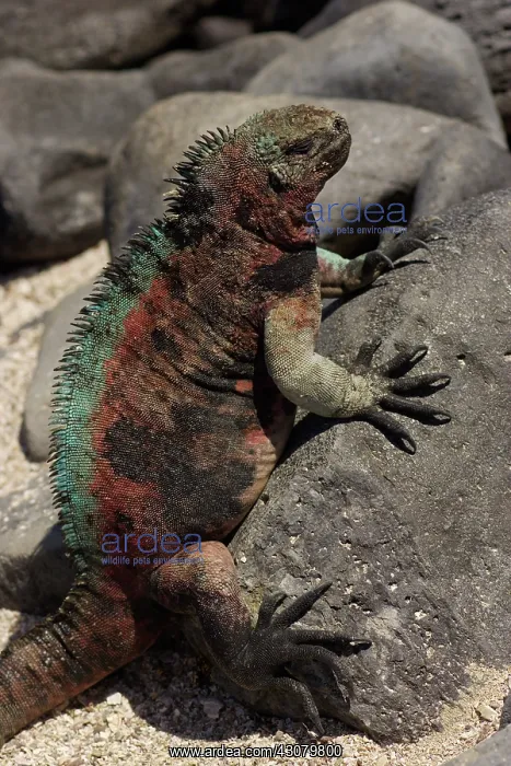 : Marine Iguana basking : Marine Iguana basking