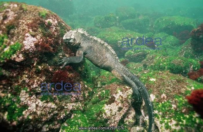 : Marine Iguana - feeding underwater : Marine Iguana - feeding underwater