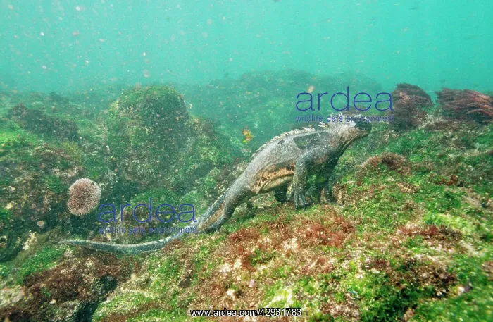 : Marine Iguana - feeding underwater : Marine Iguana - feeding underwater