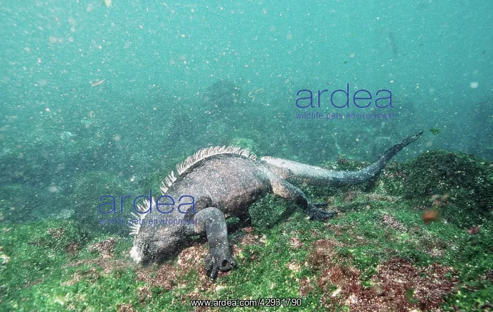 : MARINE IGUANA - feeding underwater : MARINE IGUANA - feeding underwater