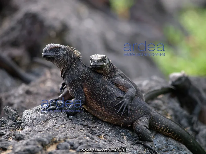 : Marine Iguana - female with young on back : Marine Iguana - female with young on back