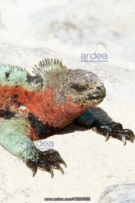 : MARINE IGUANA - HEAD AND FEET : MARINE IGUANA - HEAD AND FEET