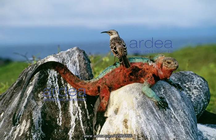 : Marine Iguana - With Hood (Espanola) with Island : Marine Iguana - With Hood (Espanola) with Island
