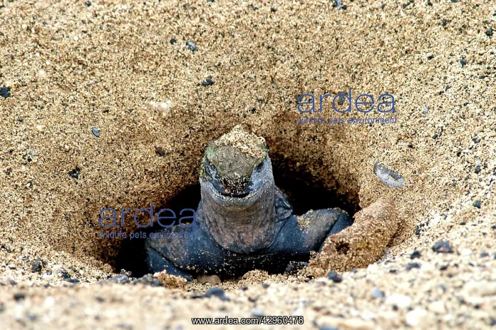 : Marine Iguana - in nesting area : Marine Iguana - in nesting area