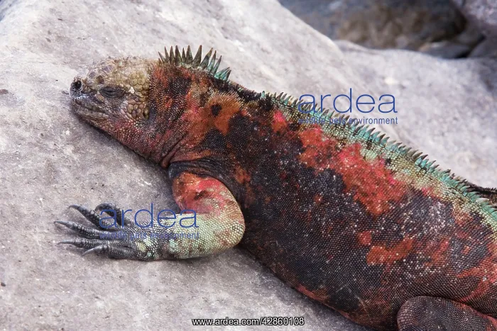  : Marine Iguana - red form males