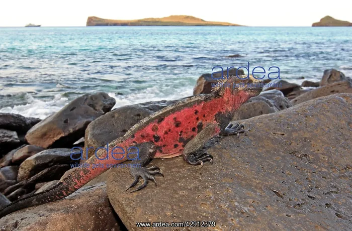 : Marine Iguana - on rocks next to sea : Marine Iguana - on rocks next to sea