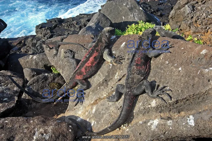: Marine Iguana - on rocks next to sea : Marine Iguana - on rocks next to sea