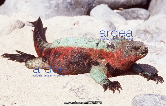 : MARINE IGUANA - ON SAND : MARINE IGUANA - ON SAND