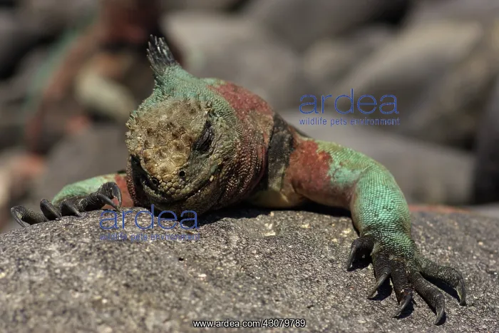 : Marine Iguana sleeping : Marine Iguana sleeping