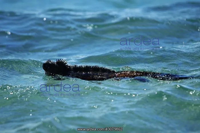 : Marine Iguana swimming : Marine Iguana swimming