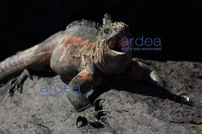 : Marine Iguana yawning : Marine Iguana yawning
