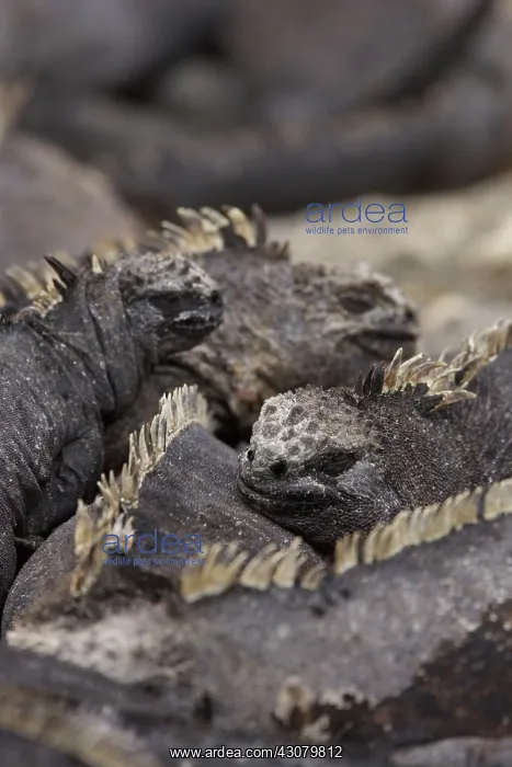 : Marine Iguanas : Marine Iguanas