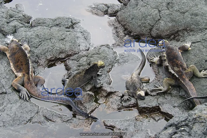 : Marine iguanas : Marine iguanas