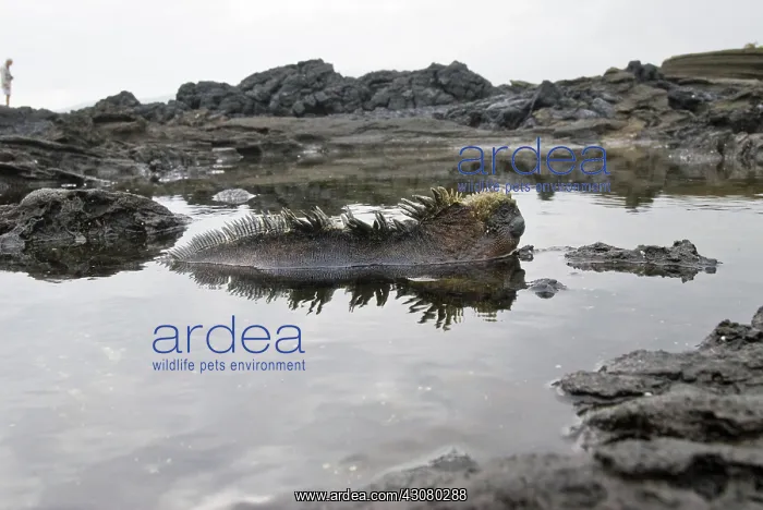 : Marine iguanas : Marine iguanas