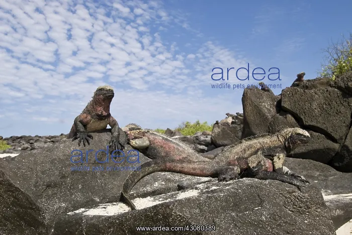  : Marine iguanas
