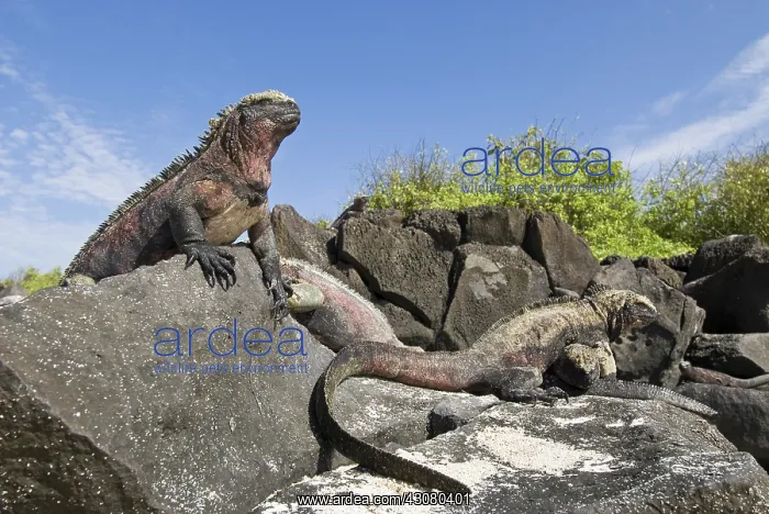 : Marine iguanas : Marine iguanas