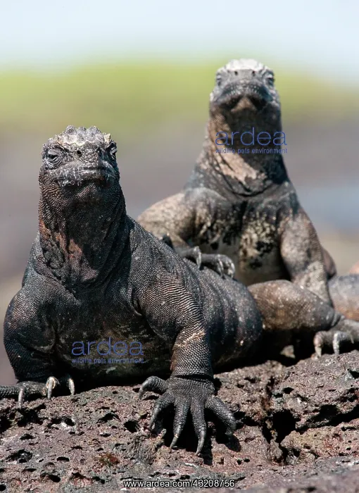 : Marine iguanas (Amblyrhynchus cristatus) are sit : Marine iguanas (Amblyrhynchus cristatus) are sit