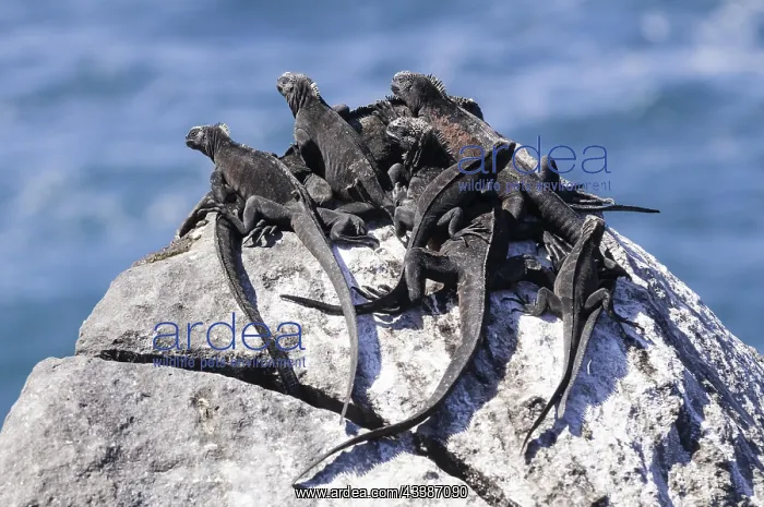 : Marine iguanas (Amblyrhynchus cristatus venustissimus) : Marine iguanas (Amblyrhynchus cristatus venustissimus)