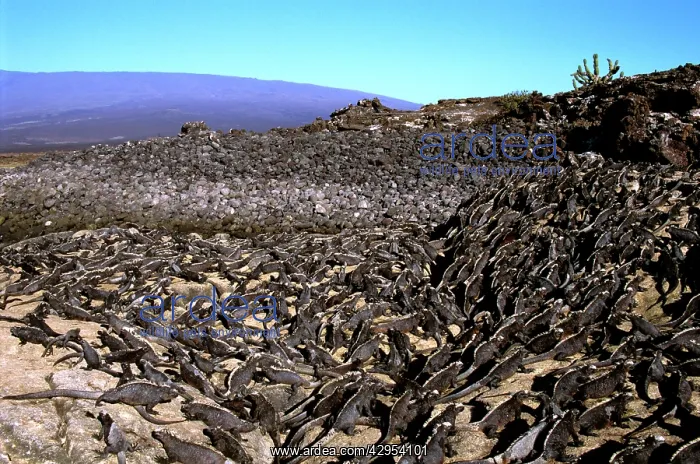 : Marine iguanas - large group basking : Marine iguanas - large group basking