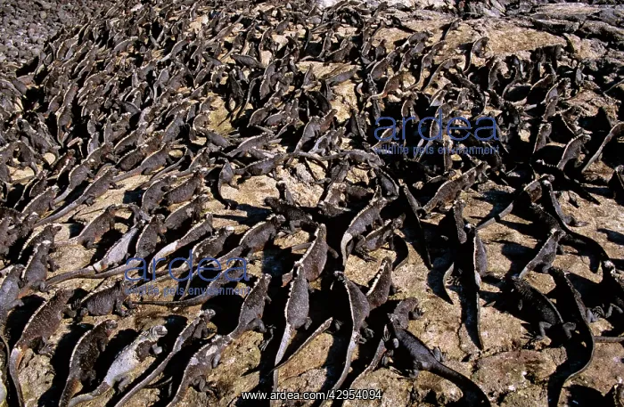: Marine Iguanas - large numbers basking : Marine Iguanas - large numbers basking