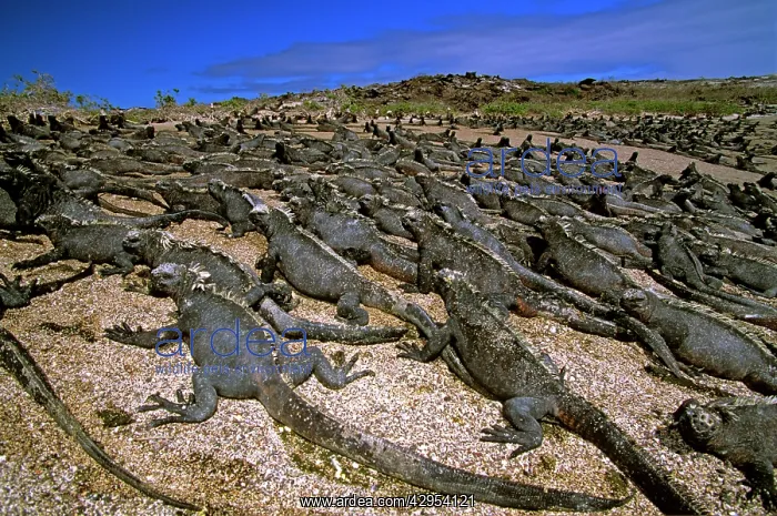 : Marine iguanas - stretched out on beach, basking : Marine iguanas - stretched out on beach, basking