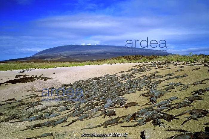 : Marine iguanas - sunning themselves : Marine iguanas - sunning themselves