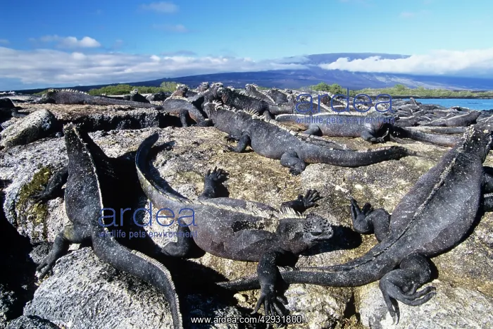 : Marine Iguanas - sunning themselves on rocks : Marine Iguanas - sunning themselves on rocks