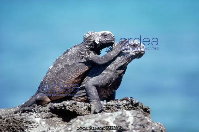: MARINE IGUANAS - two, on rock : MARINE IGUANAS - two, on rock