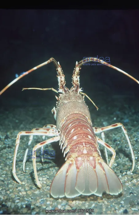 : MARINE LOBSTER : MARINE LOBSTER