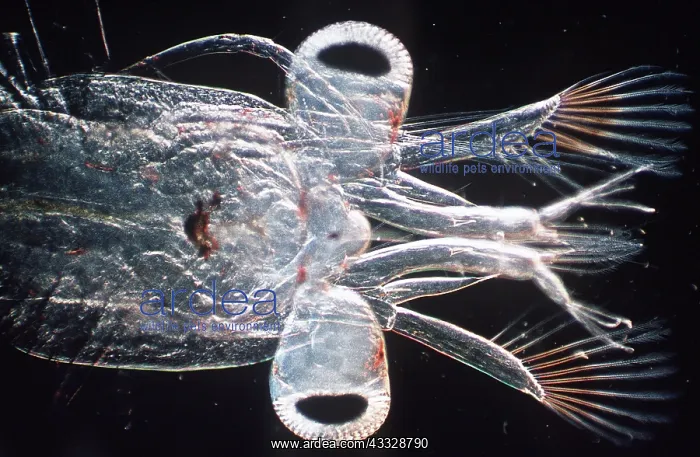 : MARINE PLANKTON - head of Crab larvae : MARINE PLANKTON - head of Crab larvae